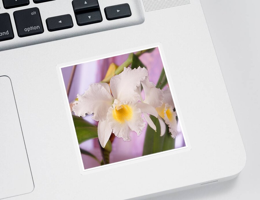 White Flower Sticker featuring the photograph White Orchid by Mike McGlothlen