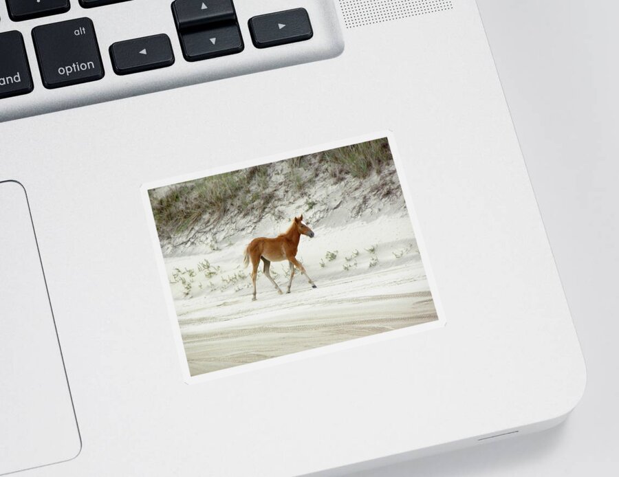 Foal Sticker featuring the photograph Wild Spanish Mustang Foal of the Outer Banks of North Carolina by Kim Galluzzo
