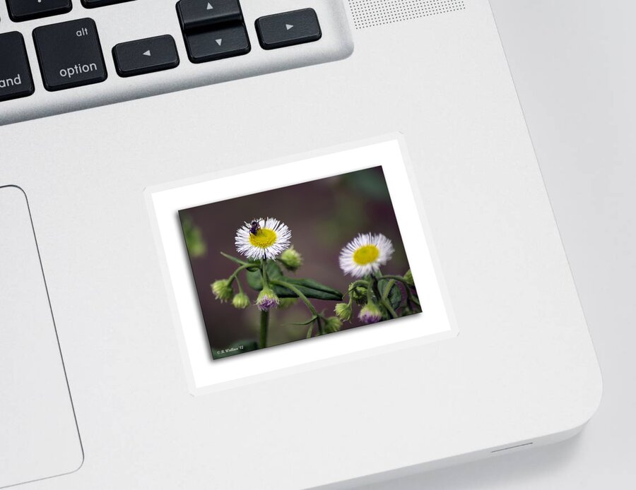 2d Sticker featuring the photograph Wildflower Insect by Brian Wallace