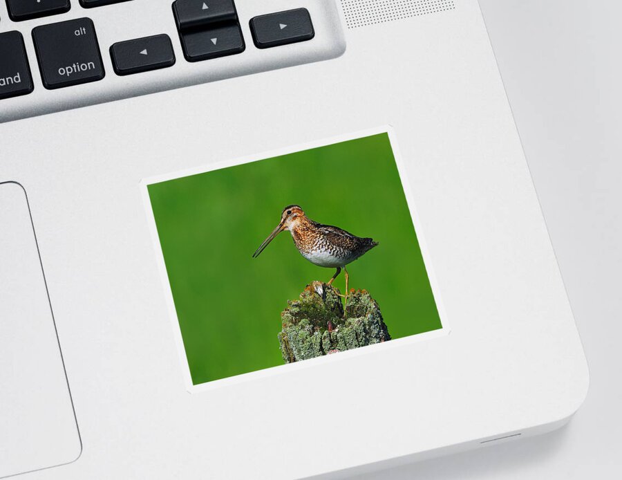 Wilson's Snipe Sticker featuring the photograph Wilson's Snipe by Tony Beck