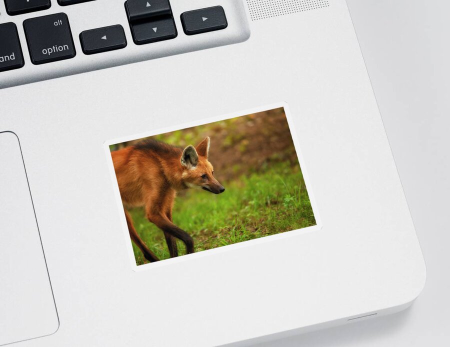 Maned Wolf Sticker featuring the photograph Wolf Strut by Karol Livote