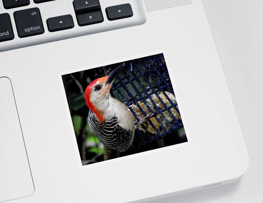 Red Sticker featuring the photograph Woody Woodpecker by Kim Galluzzo