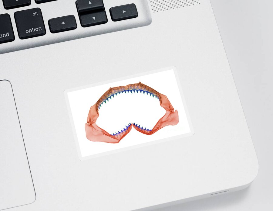 Animal Sticker featuring the photograph X-ray Of Shark Jaws by Ted Kinsman