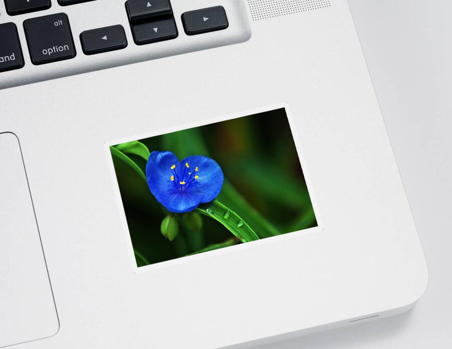 Flowers Sticker featuring the photograph Yellow Blue And Raindrops by Ed Peterson