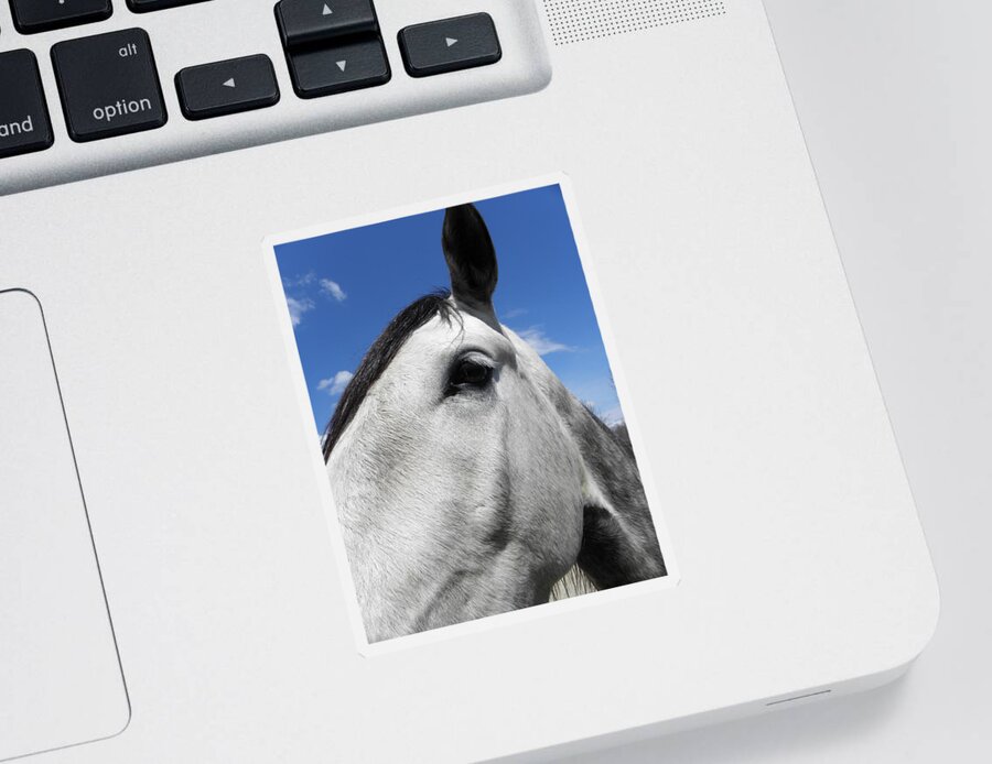 Horse Sticker featuring the photograph You Lookin At Me by Kim Galluzzo