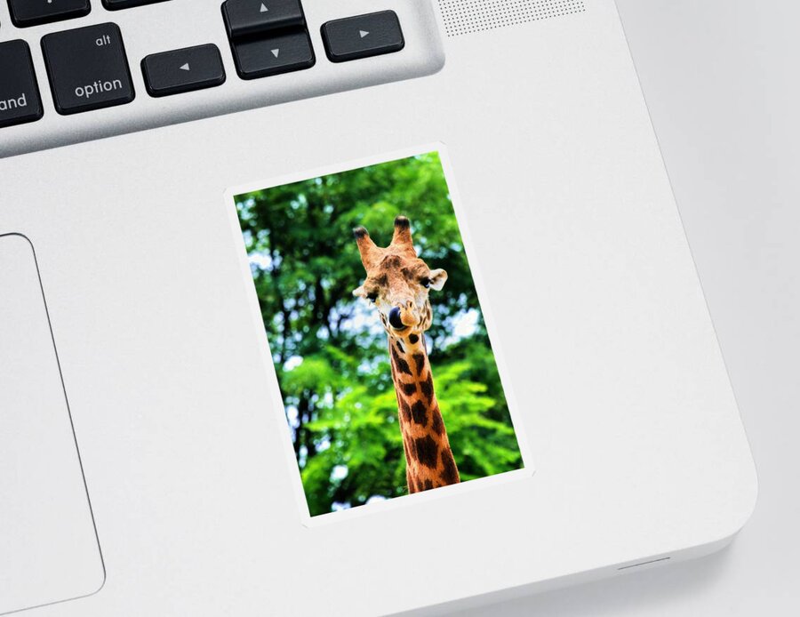 Masai Giraffe Sticker featuring the photograph Yum Sllllllurrrp by Angela Rath