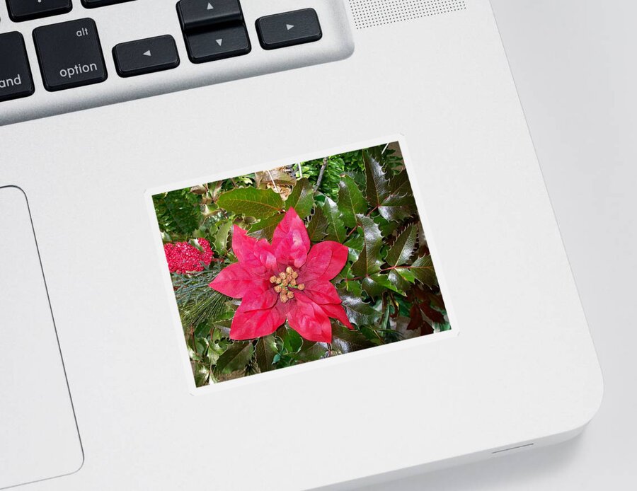 Oregon Sticker featuring the photograph Christmas Poinsettia by Sharon Duguay