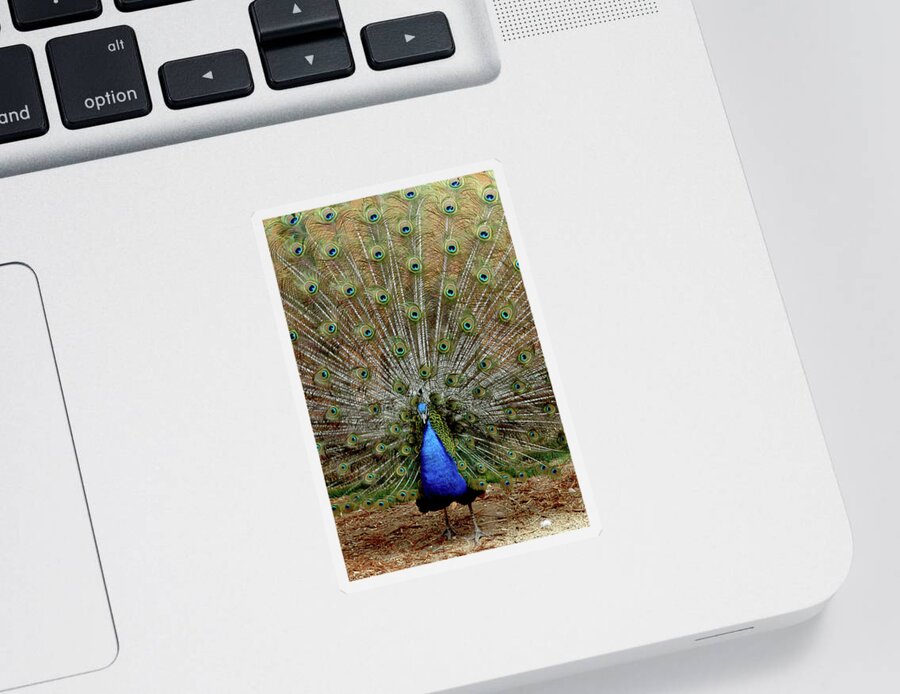 Usa Sticker featuring the photograph Iridescent blue-green plumage by LeeAnn McLaneGoetz McLaneGoetzStudioLLCcom