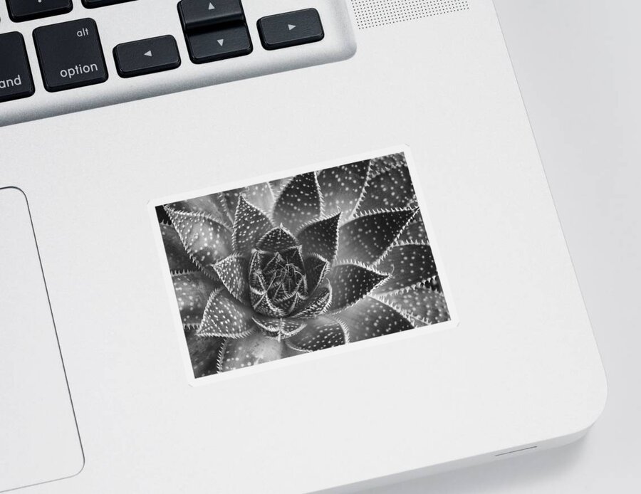 Aloe Aristata Sticker featuring the photograph Aloe aristata Succulent Plant abstract details by Michalakis Ppalis