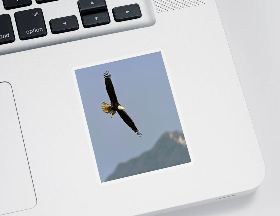 American Sticker featuring the photograph American Bald Eagle in flight #1 by Gary Langley