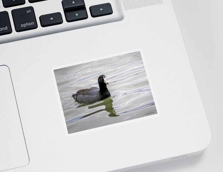 American Coot Sticker featuring the photograph American Coot #1 by LeeAnn McLaneGoetz McLaneGoetzStudioLLCcom