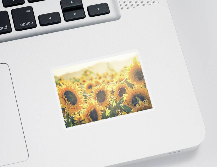 Sunflower Sticker featuring the photograph Among the Sunflowers #1 by Ana V Ramirez