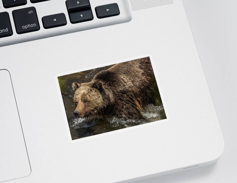 Grizzly Bear Sticker featuring the photograph Beryl Springs Sow In The River #1 by Yeates Photography