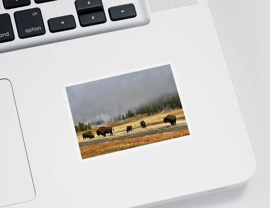 Shirley Mitchell Sticker featuring the photograph Bison at Old Faithful #1 by Shirley Mitchell