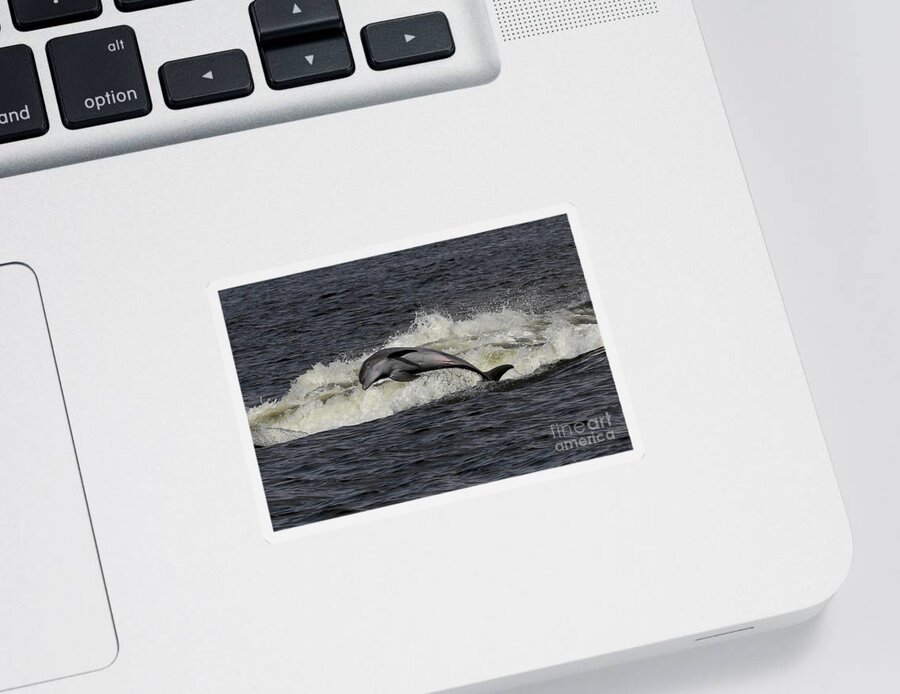 Bottlenose Dolphin Sticker featuring the photograph Bottlenose Dolphin #2 by Meg Rousher