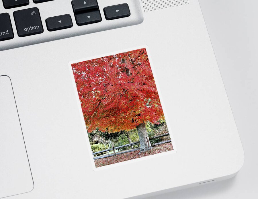 Red Maple Sticker featuring the photograph Bright Red Leaves by Janice Drew