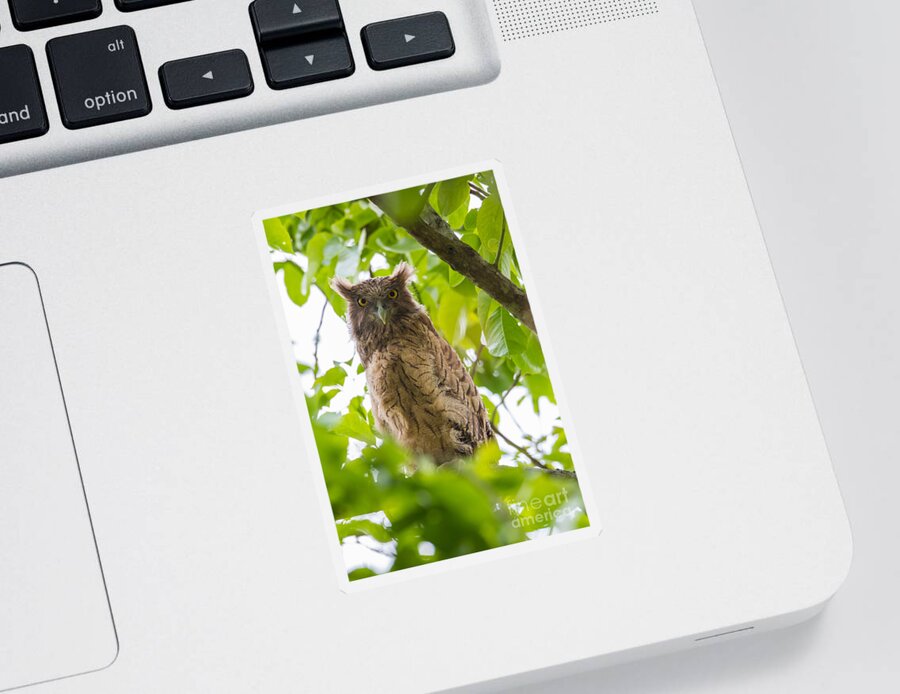 Brown Fish Owl Sticker featuring the photograph Brown Fish Owl, India #1 by B. G. Thomson