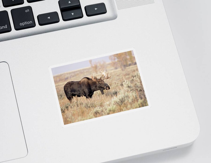 Moose Sticker featuring the photograph Bull Moose #1 by Eilish Palmer