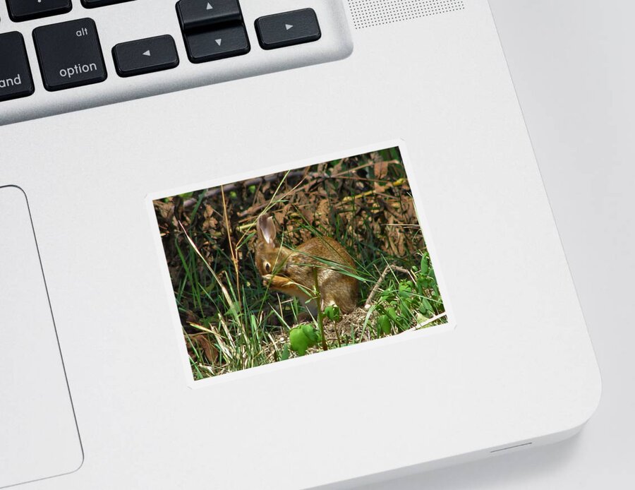 Rabbit Sticker featuring the photograph Bunny #1 by Carl Moore