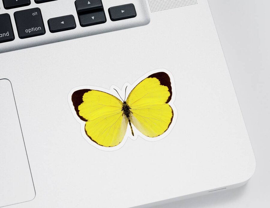 Asia Sticker featuring the painting Butterfly species Eurema alitha by Pablo Romero