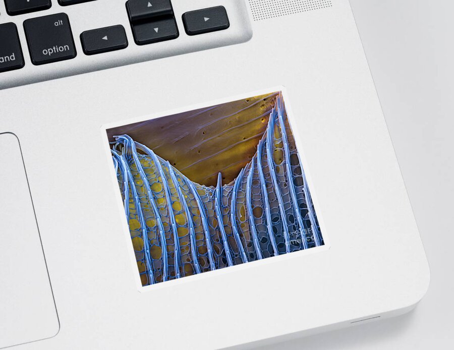 Science Sticker featuring the photograph Butterfly Wing Scale Sem by Eye of Science