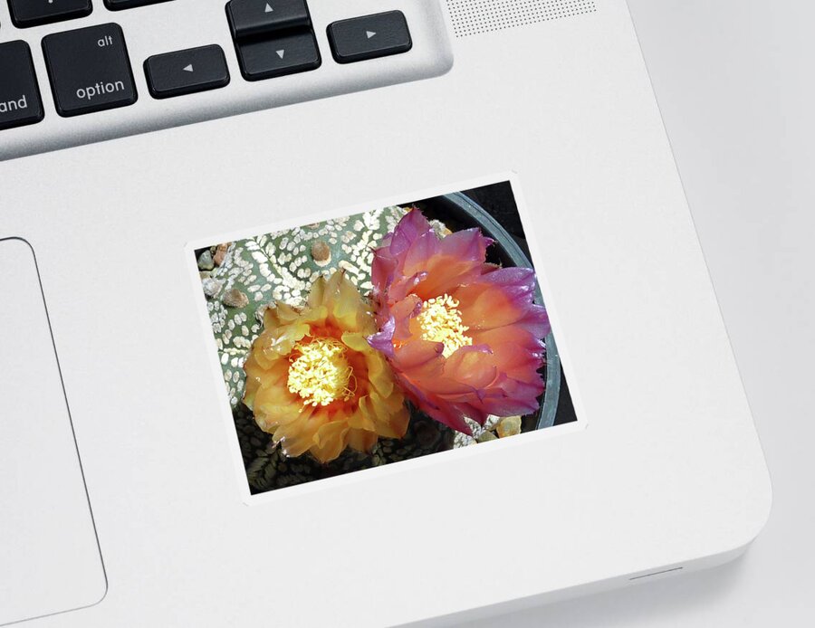 Cactus Sticker featuring the photograph Cactus Flower 3 #2 by Selena Boron