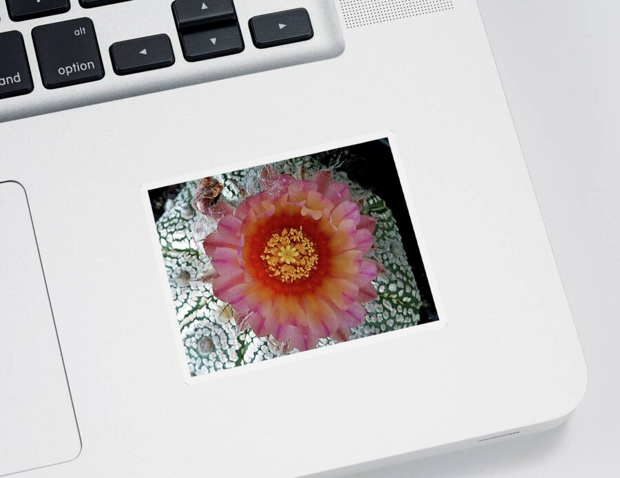 Cactus Sticker featuring the photograph Cactus Flower 5 #1 by Selena Boron