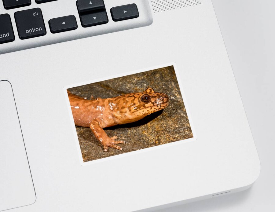 California Giant Salamander Sticker featuring the photograph California Giant Salamander #1 by Dant Fenolio