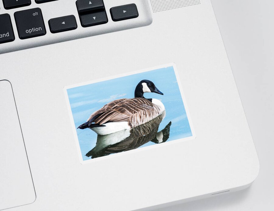 Heron Heaven Sticker featuring the photograph Canada Geese In Spring #1 by Ed Peterson