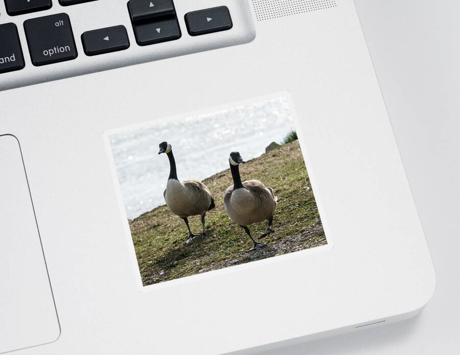 Jan Holden Sticker featuring the photograph Canada Geese   by Holden The Moment