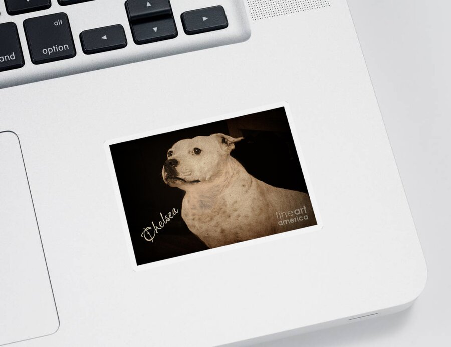 Staffie Sticker featuring the photograph Chelsea #2 by Elaine Teague