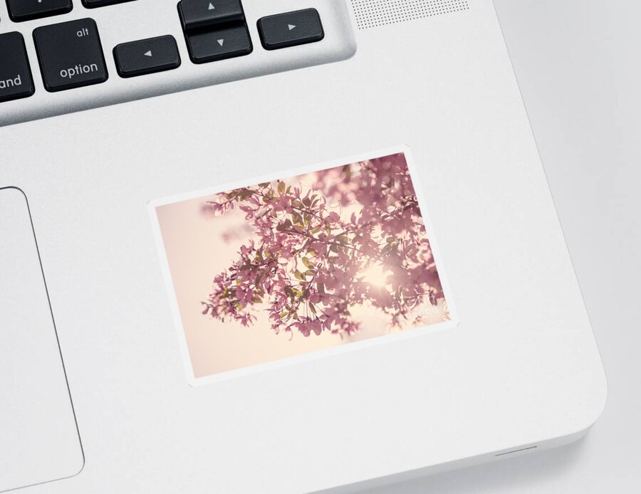 Spring Sticker featuring the photograph Cherry Blossoms #1 by Diane Diederich
