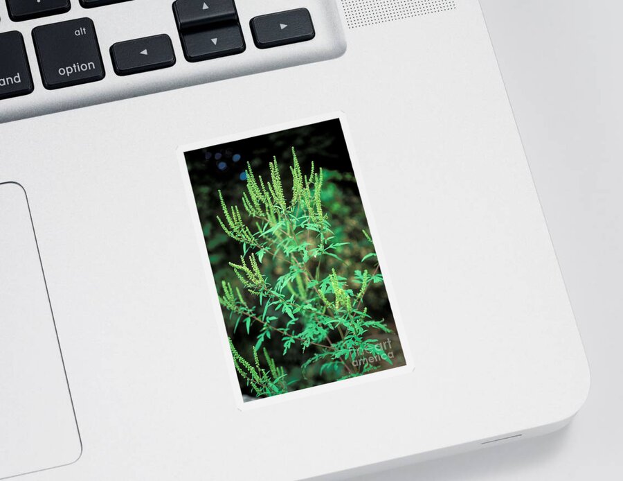 Plant Sticker featuring the photograph Common Ragweed In Flower by John Kaprielian