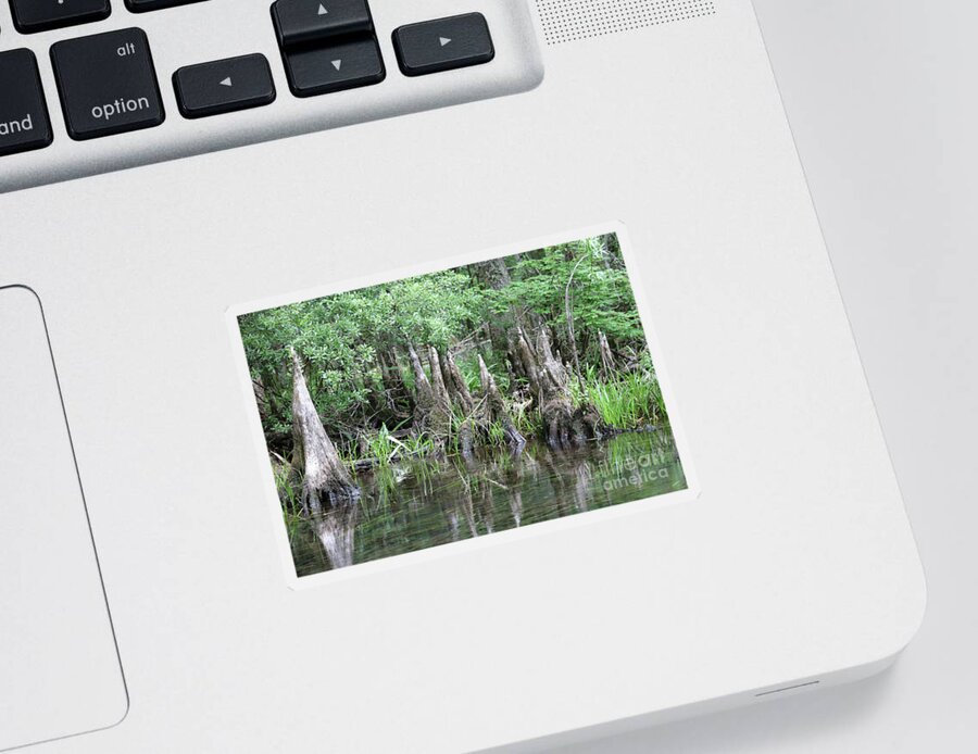 Swamps Sticker featuring the photograph Cypress Knees #1 by Carol Groenen