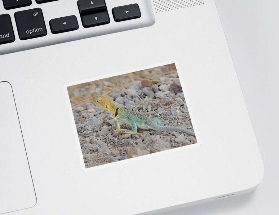 Utah Sticker featuring the photograph Desert Lizard #2 by Andrew Chambers