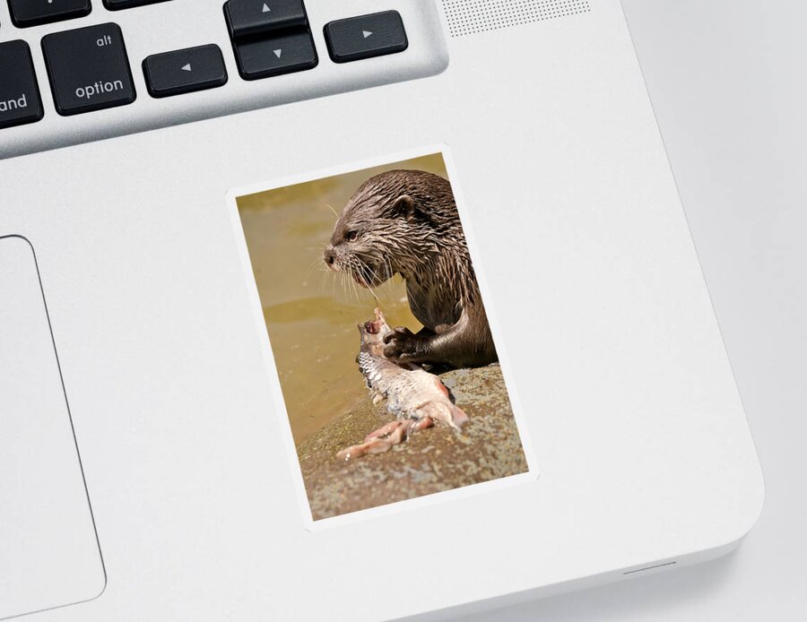 Otter Sticker featuring the photograph Dinner Time #1 by Scott Carruthers