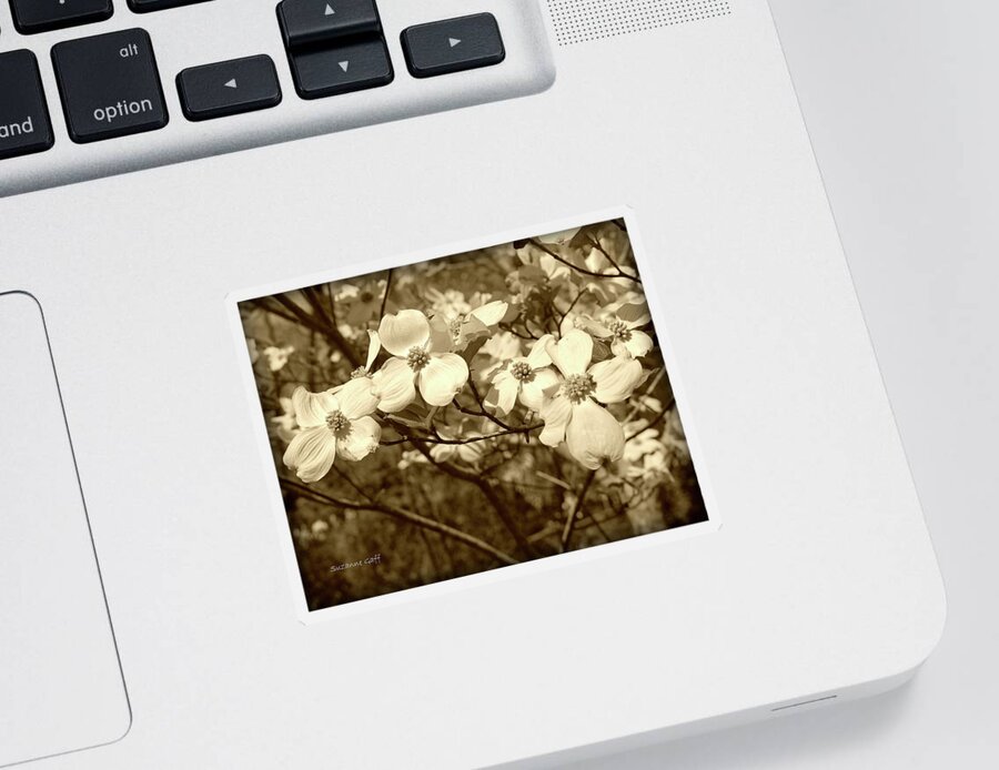 Lightly Enhanced With A Sepia Filter And Slight Vignette. Sticker featuring the photograph Dogwood Blooms in Sepia #1 by Suzanne Gaff