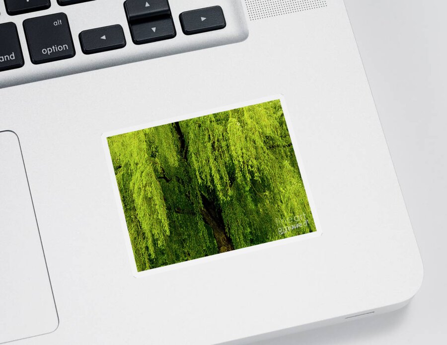 Willow Sticker featuring the photograph Enchanting Weeping Willow Tree by Carol F Austin