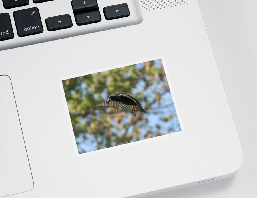 Starling Sticker featuring the photograph European Starling  by Holden The Moment