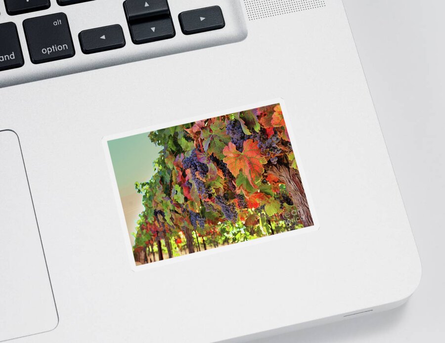 Wine Sticker featuring the photograph Fall Harvest Wine Vineyard with Grapes #1 by Stephanie Laird