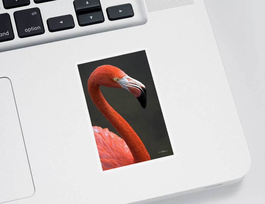 Flamingo Sticker featuring the photograph Flamingo by Christopher Holmes