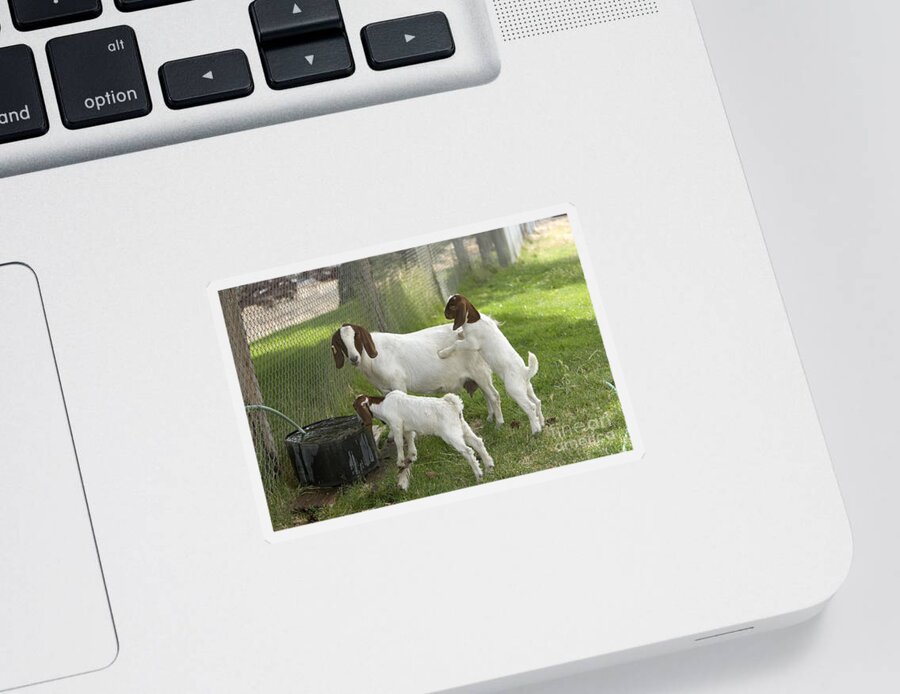 Boer Goat Sticker featuring the photograph Goat With Kids by Inga Spence