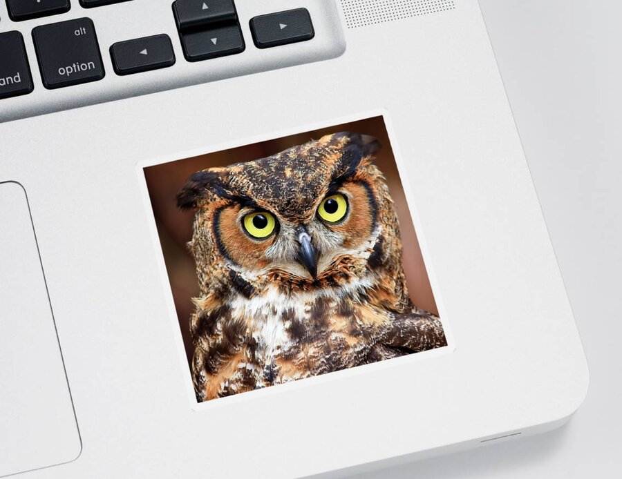 Great Horned Owls Sticker featuring the photograph Great Horned Owl Head #2 by Jill Lang