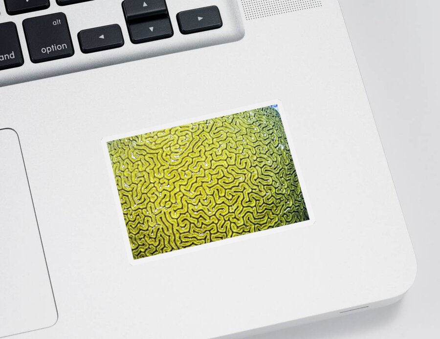 Grooved Brain Coral Sticker featuring the photograph Grooved Brain Coral #2 by Perla Copernik