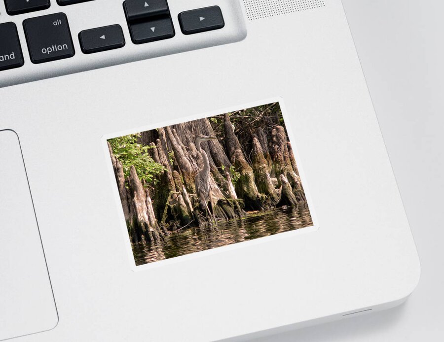 Great Blue Heron Sticker featuring the photograph Heron and Cypress Knees #1 by Steven Sparks