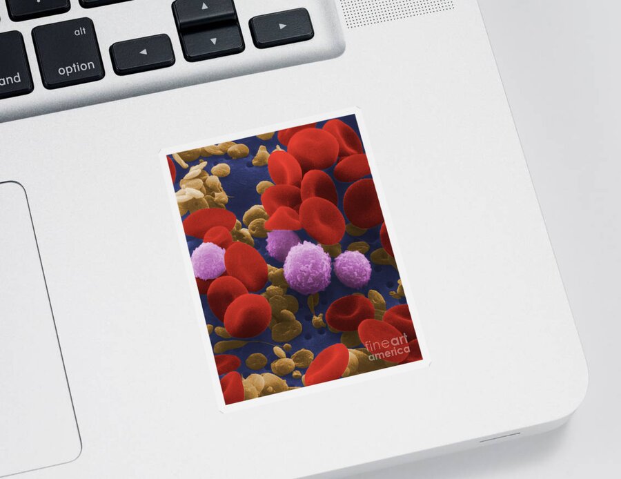 Blood Cell Sticker featuring the photograph Human Blood Cells #1 by NIH / Science Source