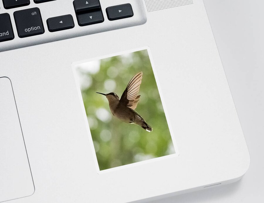 Hummingbird Sticker featuring the photograph Hummingbird by Holden The Moment