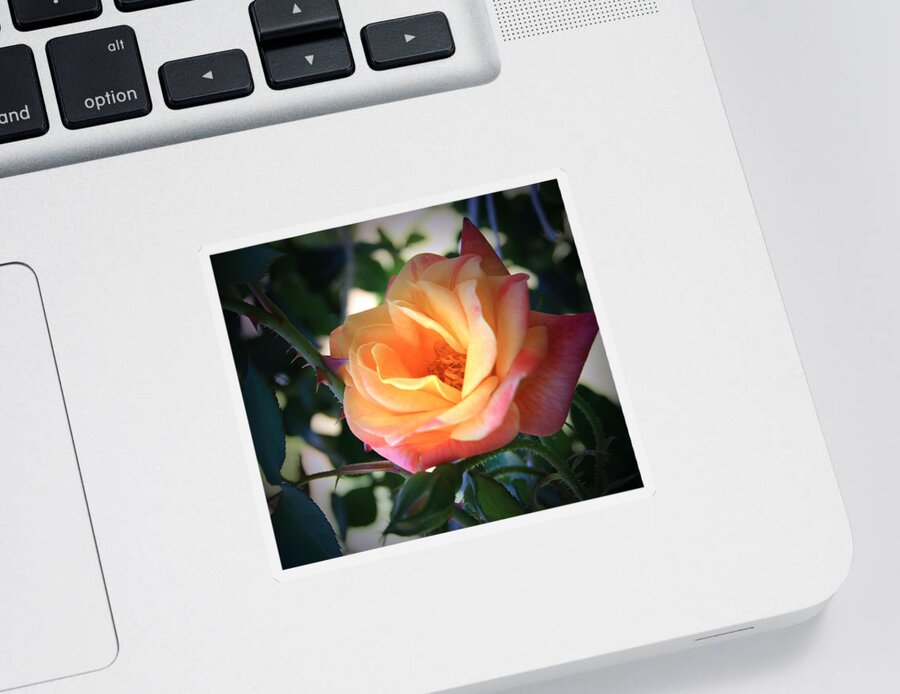 Jacob's Sticker featuring the photograph Jacob's Rose by Marna Edwards Flavell