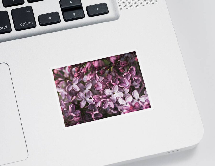 Lilac Sticker featuring the photograph Lilacs #1 by Cindi Ressler