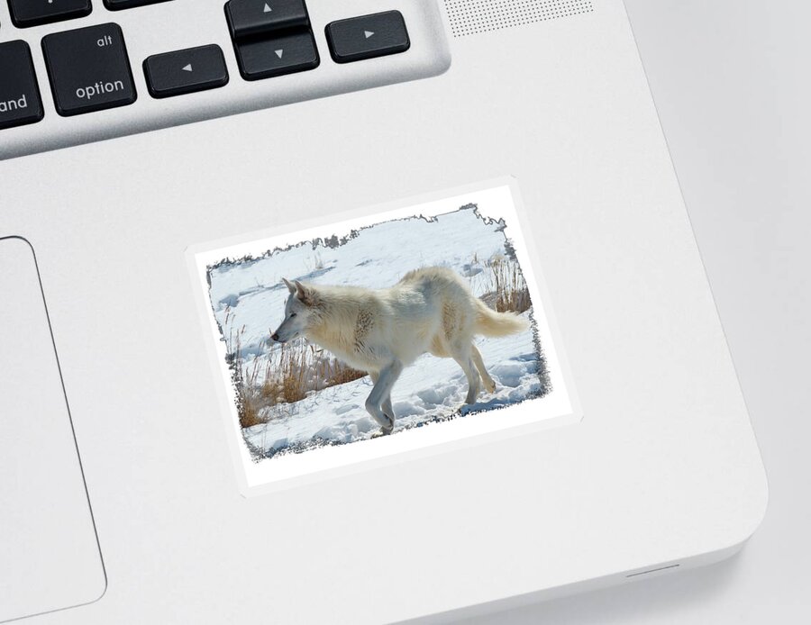Lone White Wolf Sticker featuring the photograph Lone White Wolf #1 by OLena Art